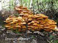 Omphalotus olearius-amf802